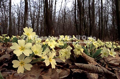  Image name: Primule2.jpg 
 width: 400 pixel 
 height: 264 pixel 
 Size: 45992 bytes 
 Click to enlarge 